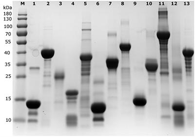 Quantification of Intrinsically Disordered Proteins: A Problem Not Fully Appreciated